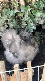 Te koop: 2 zijdehoen krielen (15 weken oud) moeten weg!, Meerdere dieren, Kip