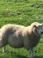 gecertificeerd zwoegervrije ooilammeren, Dieren en Toebehoren, Schapen, Geiten en Varkens, Vrouwelijk, Schaap, 0 tot 2 jaar