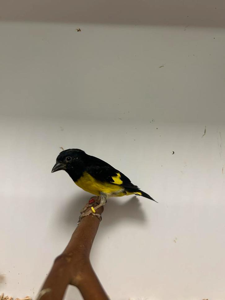 3-1 geelbuik sijzen, Dieren en Toebehoren, Vogels | Overige Vogels, Tropenvogel, Meerdere dieren, Geringd