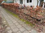 Beukenhaag te koop, Tuin en Terras, Ophalen, Beukenhaag, Haag, 100 tot 250 cm
