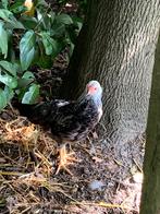 Mooie Twentse hoenen, Ophalen