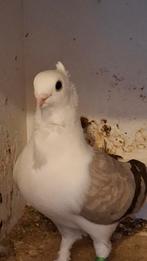 Syrische duiven, Dieren en Toebehoren, Vogels | Duiven, Meerdere dieren, Overige soorten