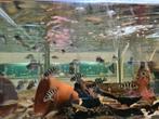 Neolamprologus Tretocephalus Tanganyika Cichliden, Dieren en Toebehoren, Vissen | Aquariumvissen, Vis, Zoetwatervis