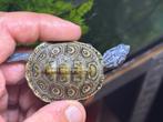 Malaclemys terrapin centrata nakweek 2025, Dieren en Toebehoren, Reptielen en Amfibieën, Schildpad, Tam, 0 tot 2 jaar