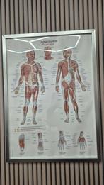 3 posters fysio, massage, Ophalen, A1 t/m A3, Film en Tv