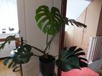 Monstera-Gatenplant xxl, Huis en Inrichting, Kamerplanten, Ophalen, Halfschaduw, Minder dan 100 cm