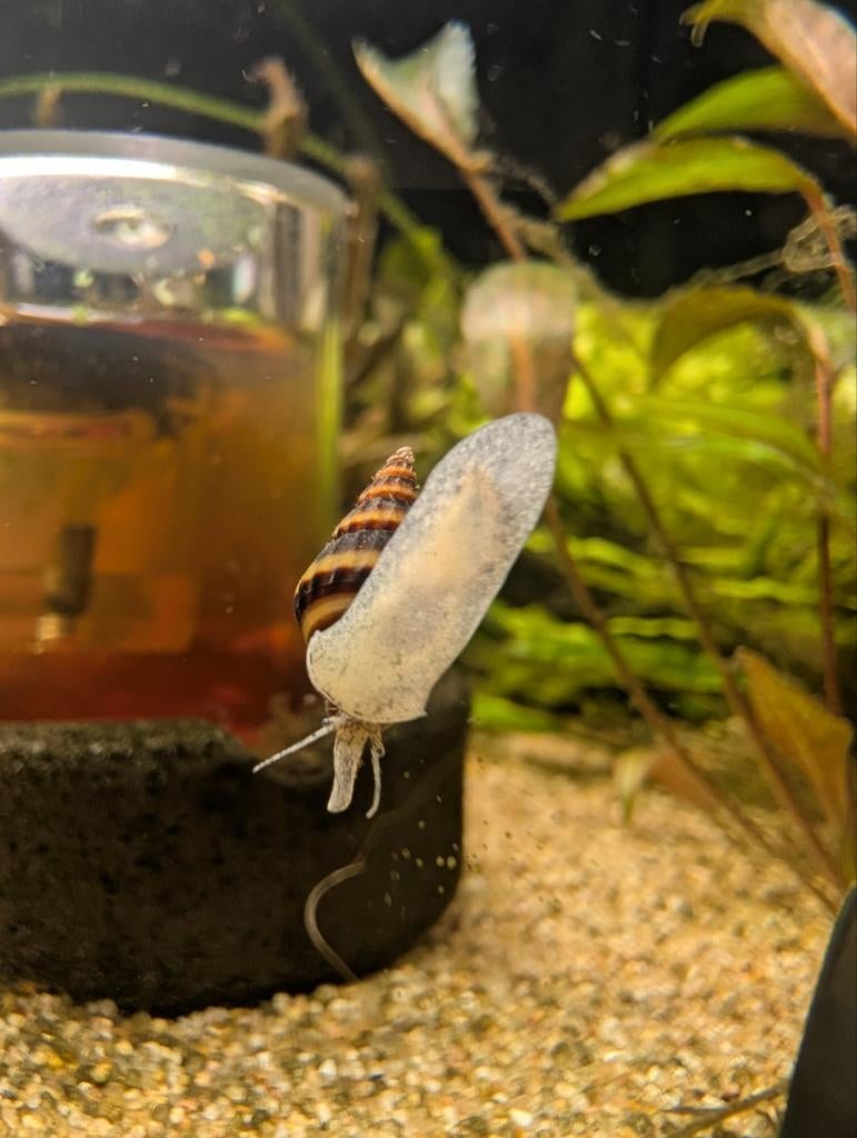 Anatome helena, slak etende slak, Dieren en Toebehoren, Vissen | Aquariumvissen, Slak of Weekdier, Zoetwatervis
