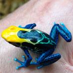 Dendrobates tinctorius 'Brazil', Dieren en Toebehoren, Amfibie, 0 tot 2 jaar