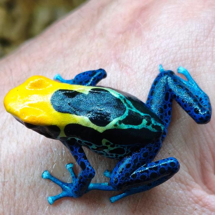Dendrobates tinctorius 'Brazil'
