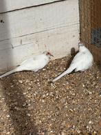 Diamantduijes bonte, Dieren en Toebehoren, Meerdere dieren, Overige soorten