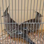 Koppel Australische kuifduiven