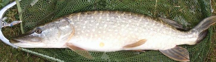 Set SP 06 van 2 stuks Snoekspinners met vlieg/streamer, Watersport en Boten, Hengelsport | Roofvissen, Nieuw, Complete set, Ophalen of Verzenden