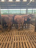 10 limousine vaarzen, Dieren en Toebehoren, Runderen, Vrouwelijk, 0 tot 2 jaar