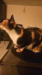 3 katten 2 zusjes van 2 jaar lieve huis en buiten kat, Dieren en Toebehoren, Katten en Kittens | Overige Katten, Poes