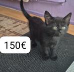 Kittens, Dieren en Toebehoren, Katten en Kittens | Dekkaters