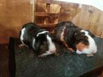 Cavia's, Dieren en Toebehoren, Knaagdieren, Mannelijk, Cavia, Voor 1 juli 2024, Tam