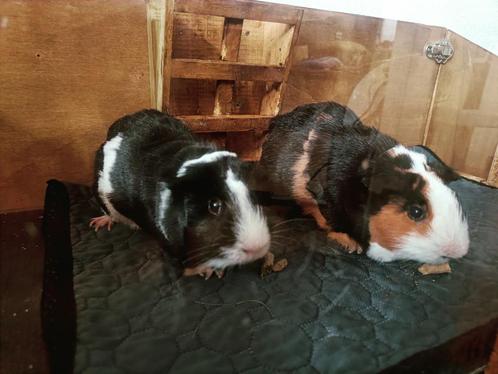 Cavia's, Dieren en Toebehoren, Knaagdieren, Mannelijk, Cavia, Tam