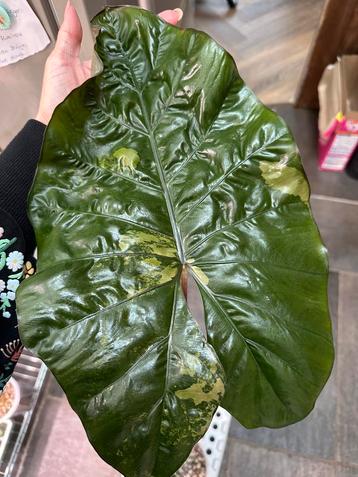 Alocasia yucatan princes variegata XL beschikbaar voor biedingen