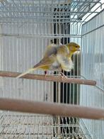 Kanaries aangeboden, Mannelijk, Kleurkanarie