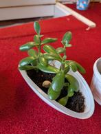 Jade Plant Zen Tuinen, Huis en Inrichting, Kamerplanten, Vetplant, In pot, Minder dan 100 cm, Groene kamerplant