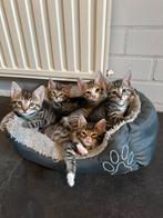 Lieve kittens te koop, Meerdere dieren, 0 tot 2 jaar