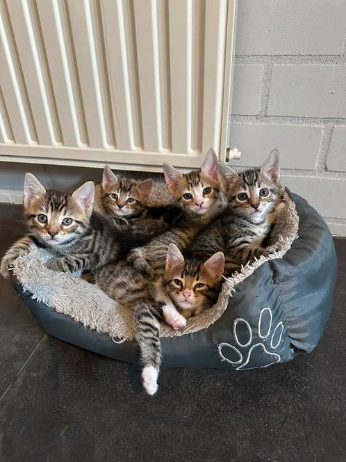 Lieve kittens te koop, Dieren en Toebehoren, Katten en Kittens | Raskatten | Korthaar, Meerdere dieren, 0 tot 2 jaar