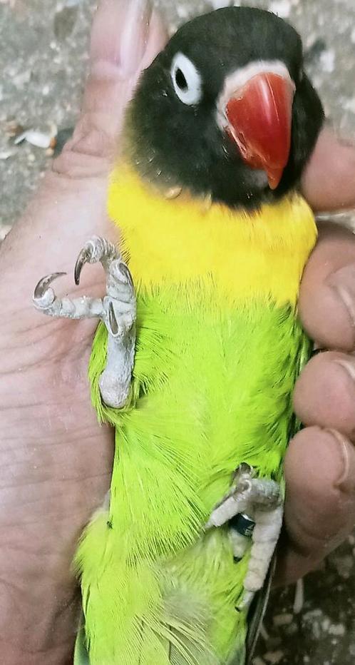 Prachtig koppel agapornis personata groot formaat, Dieren en Toebehoren, Vogels | Parkieten en Papegaaien, Dwergpapegaai of Agapornis