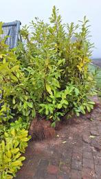 Laurier, Tuin en Terras, Ophalen