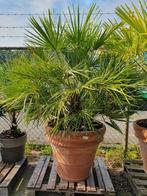 Chamarops humilis, Ophalen, Volle zon, Palmboom