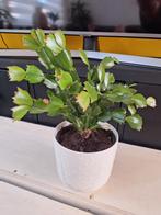 Lidcactus, Huis en Inrichting, Bloeiende kamerplant, Ophalen, Overige soorten, Minder dan 100 cm