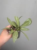 Hoya nicholsoniae sp. New Guinea (silver), Ophalen, Overige soorten, Minder dan 100 cm