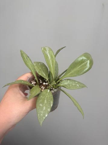 Hoya nicholsoniae sp. New Guinea (silver) beschikbaar voor biedingen