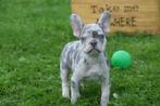 Franse bulldog pups korthaar en fluffy, Dieren en Toebehoren, Rabiës (hondsdolheid), 15 weken tot 1 jaar, Buitenland, Bulldog