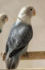 Mooie jonge Agapornis Fischerie, Meerdere dieren, Dwergpapegaai of Agapornis, Tam