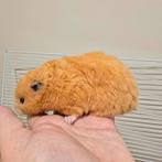 Serysche goudhamster Fifi, Dieren en Toebehoren, Knaagdieren, Mannelijk, Hamster, Na 1 juli 2024, Tam