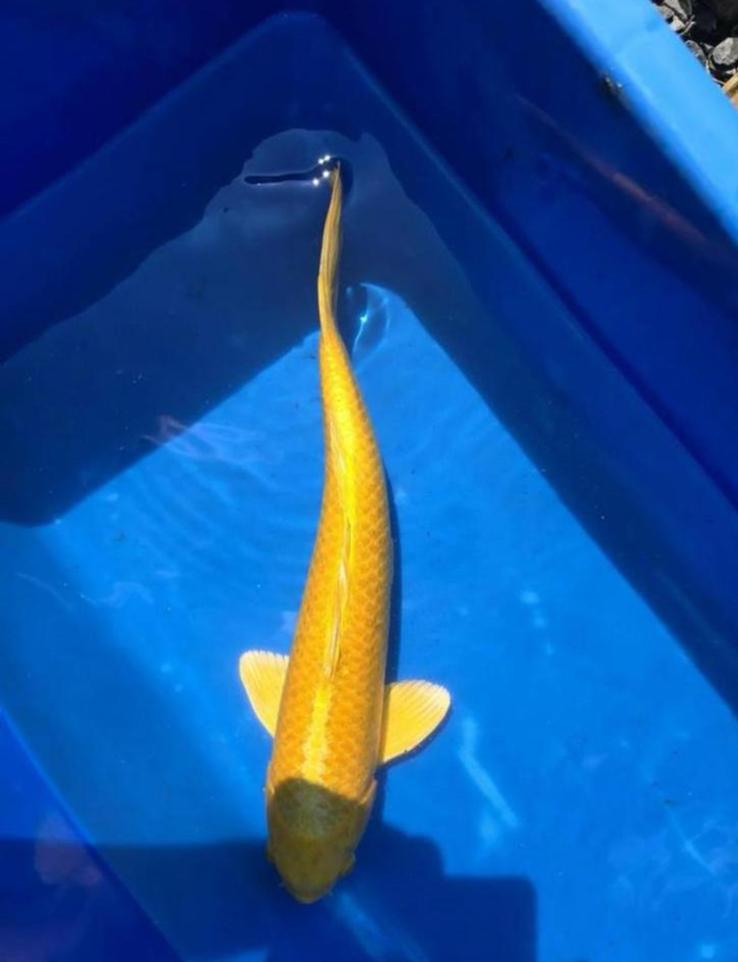 Japanse Koi Yamabuki, Dieren en Toebehoren, Vissen | Vijvervissen, Karper of Koi