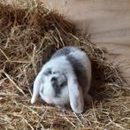 Een hele mooie lieve hangoor dwerg ram te koop, Dieren en Toebehoren, Konijnen, Mannelijk, Dwerg, Hangoor, 0 tot 2 jaar