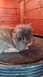 Jonge kruising baard teddy dwerg konijnen, Dieren en Toebehoren, Konijnen, Meerdere dieren, Dwerg