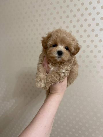 Exclusieve Maltipoo F1 pup Super Mini ( Maltezer/Toy Poedel) beschikbaar voor biedingen