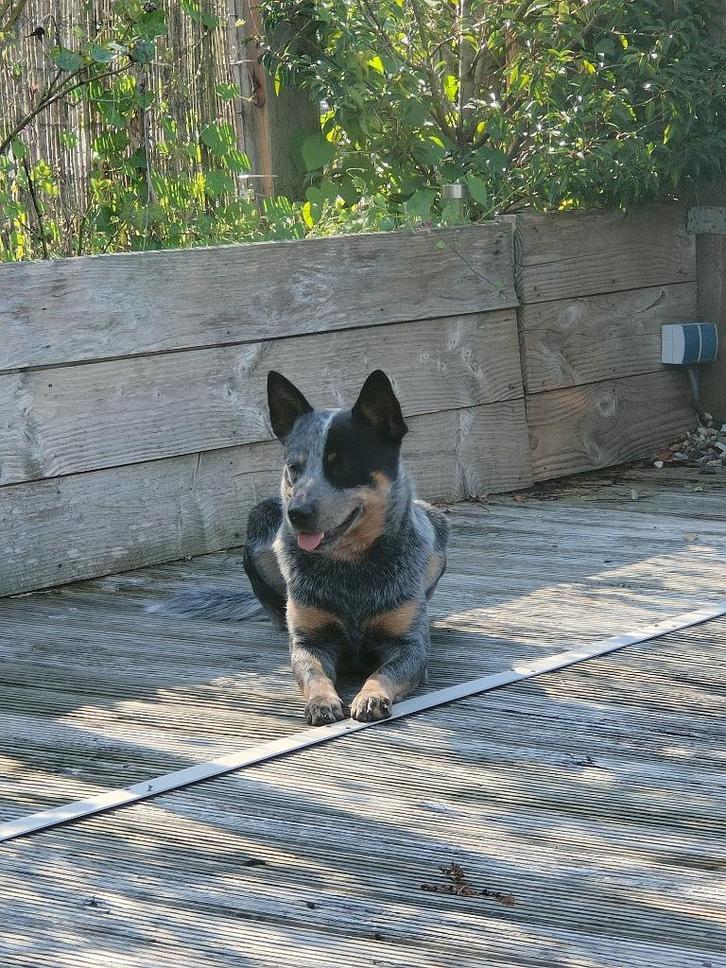 Geteste Australian Cattle Dog Ter dekking aangeboden, Dieren en Toebehoren, Honden | Dekreuen, Reu, Particulier, Eén hond, Nederland