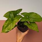 Syngonium Mottled Mojito, Huis en Inrichting, Kamerplanten, Overige soorten, Minder dan 100 cm, Groene kamerplant, Halfschaduw