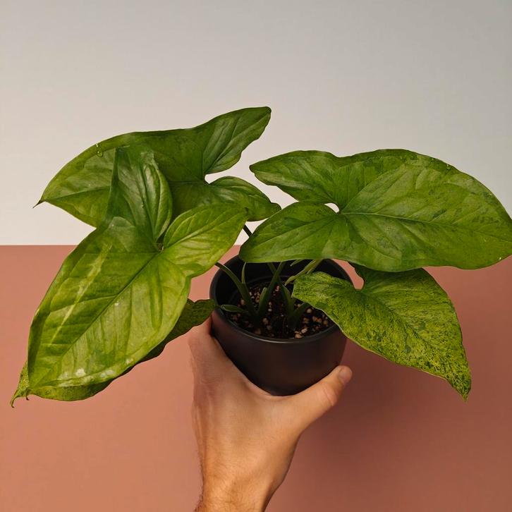 Syngonium Mottled Mojito, Huis en Inrichting, Kamerplanten, Overige soorten, Minder dan 100 cm, Groene kamerplant, Halfschaduw