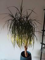 Dracaena Marginata of Drakenplant, Huis en Inrichting, Kamerplanten, Ophalen, Overige soorten, Minder dan 100 cm