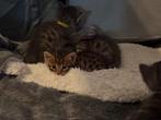 Bengaalse kittens, Dieren en Toebehoren, Katten en Kittens | Raskatten | Korthaar