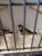 Putters te koop!, Meerdere dieren, Wildzangvogel, Geringd