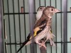 Putters, Dieren en Toebehoren, Vogels | Overige Vogels, Meerdere dieren, Wildzangvogel