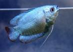 Dwerg Gourami Cobaltblauw - Prachtig visje voor je aquarium, Dieren en Toebehoren, Vis, Zoetwatervis