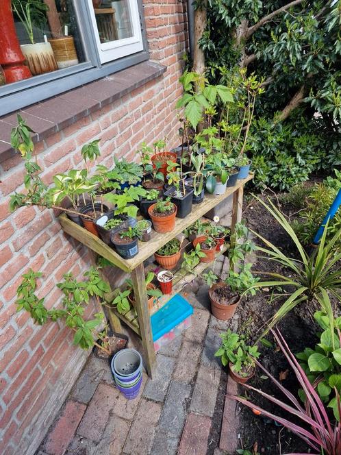 Gratis stekjes ruilen, Tuin en Terras, Planten | Tuinplanten, Overige soorten, Volle zon, Zomer, Ophalen