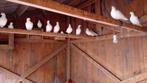 15 witte en 5 bonte sierduiven - postduiven tekoop., Dieren en Toebehoren, Vogels | Duiven, Meerdere dieren, Postduif