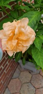 Brugmansia (engelentrompet) zalmroze/oranje dubbelbloemig, Zomer, Overige soorten, Ophalen, Volle zon